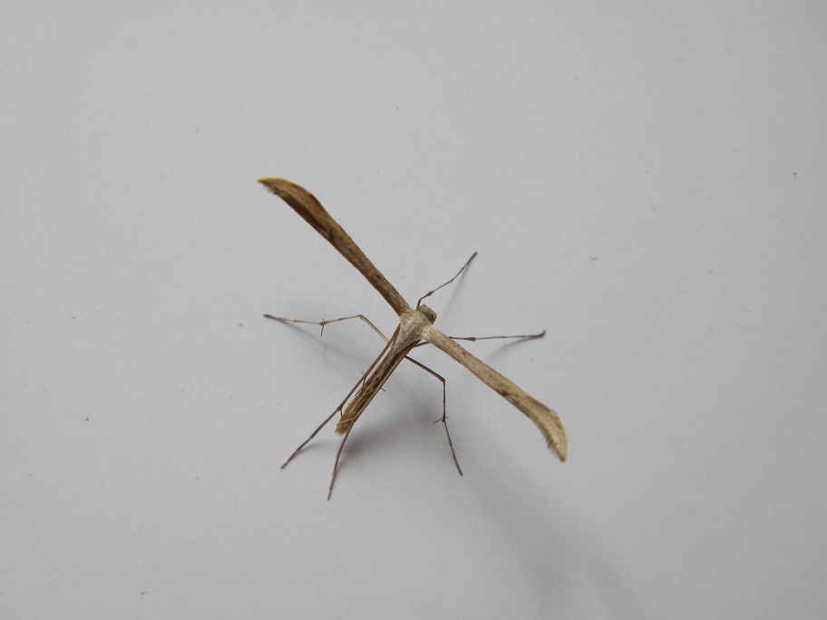 Conferma Emmelina monodactyla